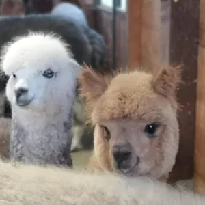  Bed & Breakfast Canossalpaca Italia